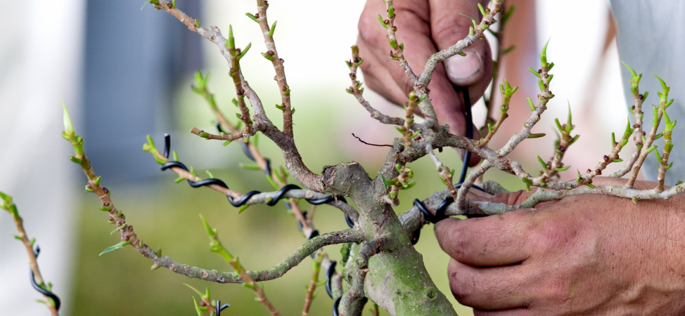 Bonsai Tree Wire - Christmas Gift