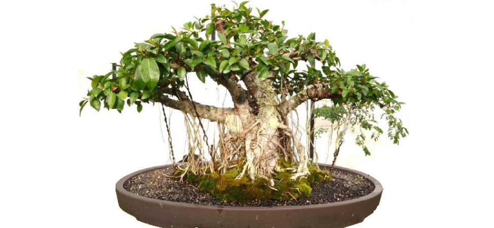 4 Commonly Used Japanese Bonsai Terms That You Should Know