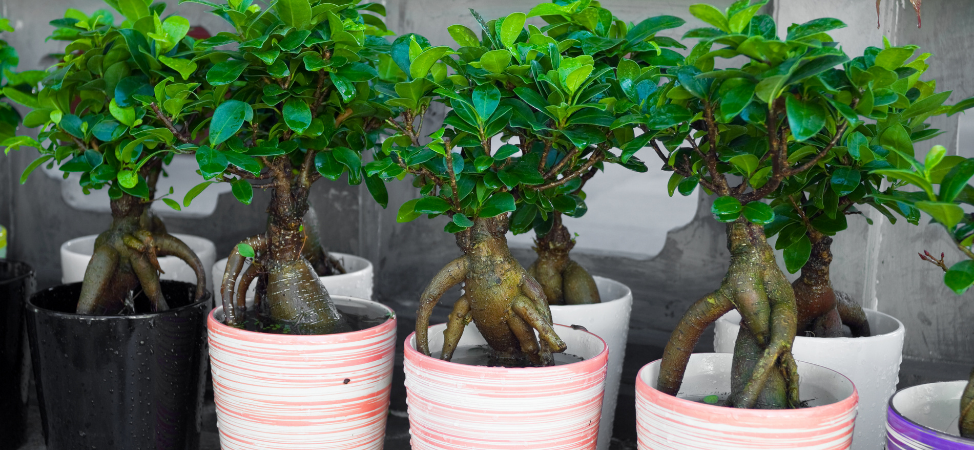 A Beginners Guide to Bonsai – Where Should I Start?