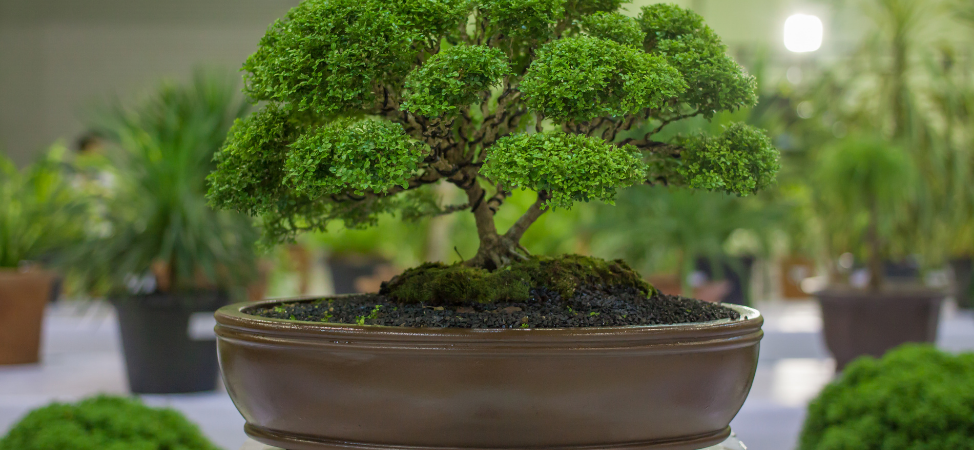 A Beginners Q&A Guide to Fertilisers for Bonsai