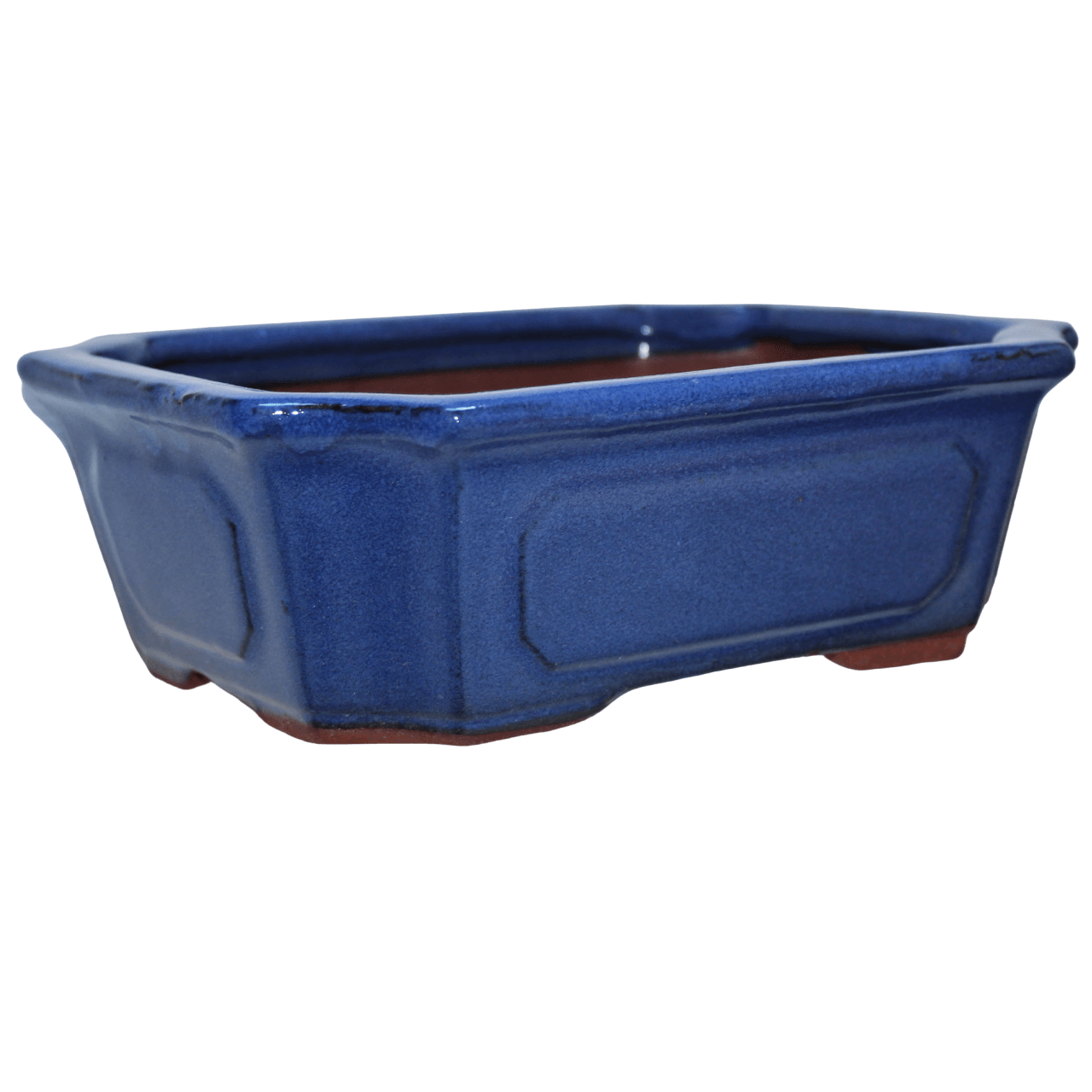 Juniper Chinensis DIY Bonsai Tree - Extra Large - Image 8