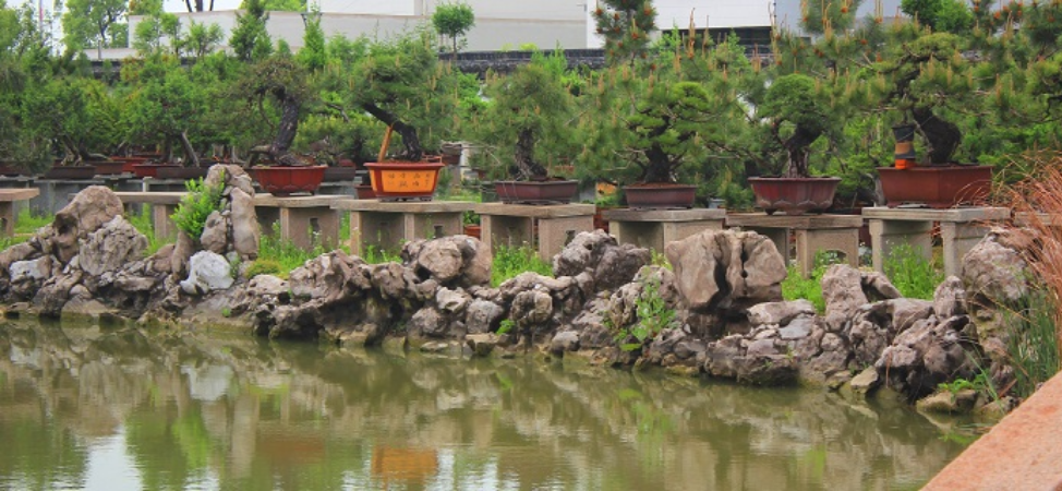 Bonsai Care: 3 Factors That Affect Your Watering Routine