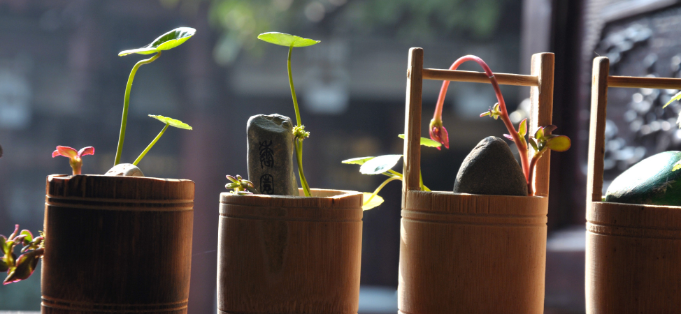 Bonsai Demistified: 3 Benefits That Make Bonsai a Must have