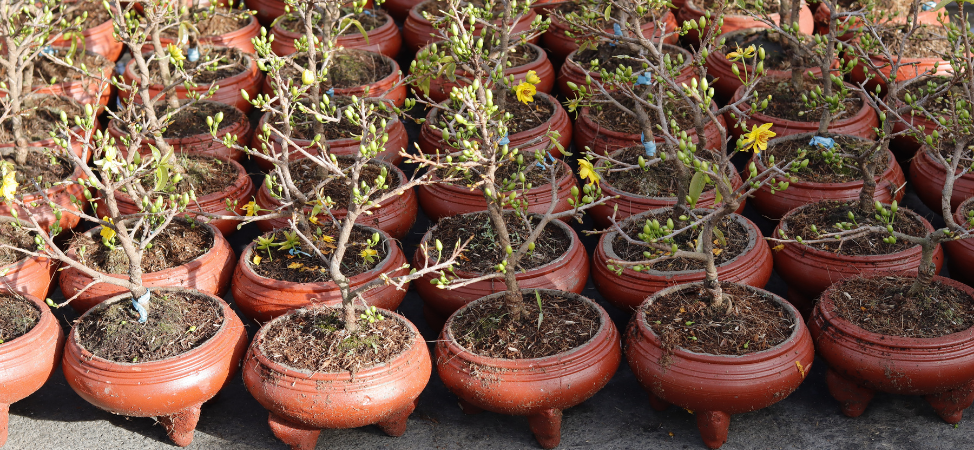 Bonsai Shop: Bonsai Care 101 – How Do I Repot My Bonsai Tree