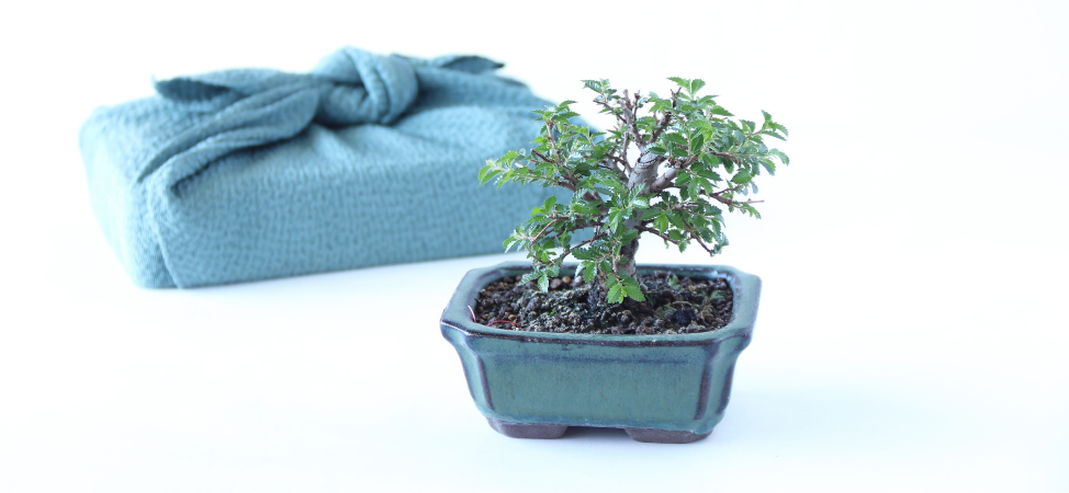 Bonsai – The Unique Gift Idea For all Occasions