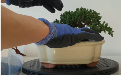 What comes in a Bonsai Repot Kit?