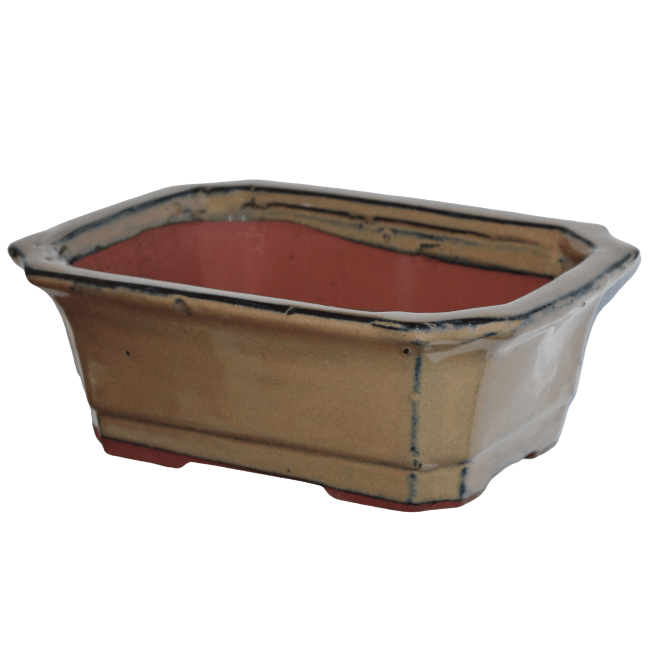 Bougainvillea DIY Flowering Bonsai Tree - Medium - Image 9