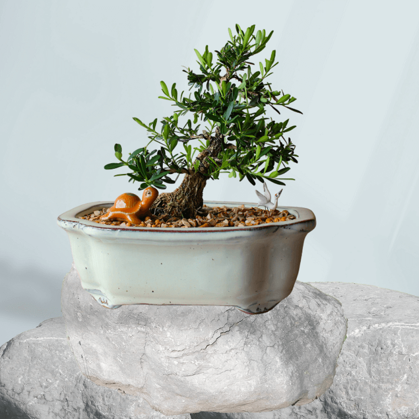 Buxus Authentic Bonsai Tree - "Komono" Kit
