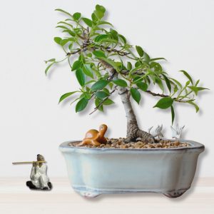 Ficus Authentic Bonsai Tree - "Komono" Kit
