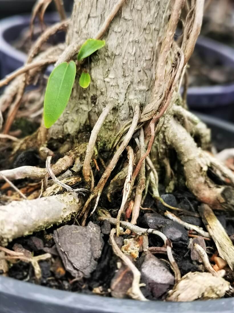 Ficus DIY Bonsai Tree - Large - Image 2