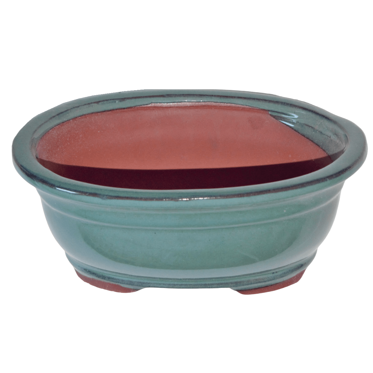 Bougainvillea DIY Flowering Bonsai Tree - Medium - Image 8