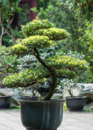 How to Order Bonsai online