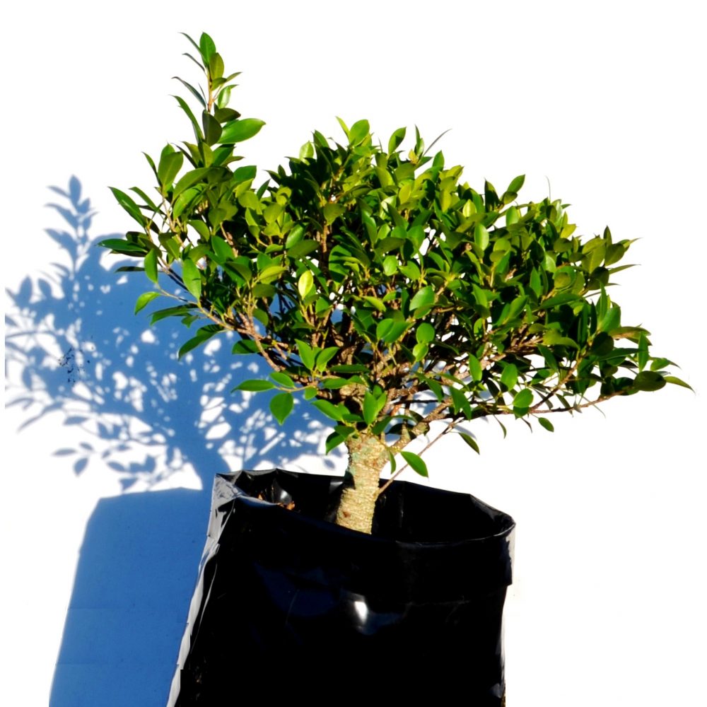 Ficus Bonsai Tree
