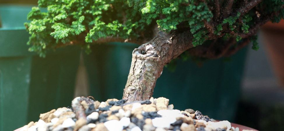What to Know About Chopping the Trunk of Your Bonsai