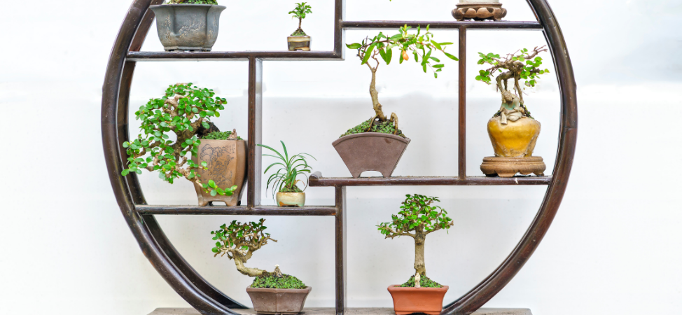 Which Is the Right Bonsai Tree Pot Size & Style: Our Guide