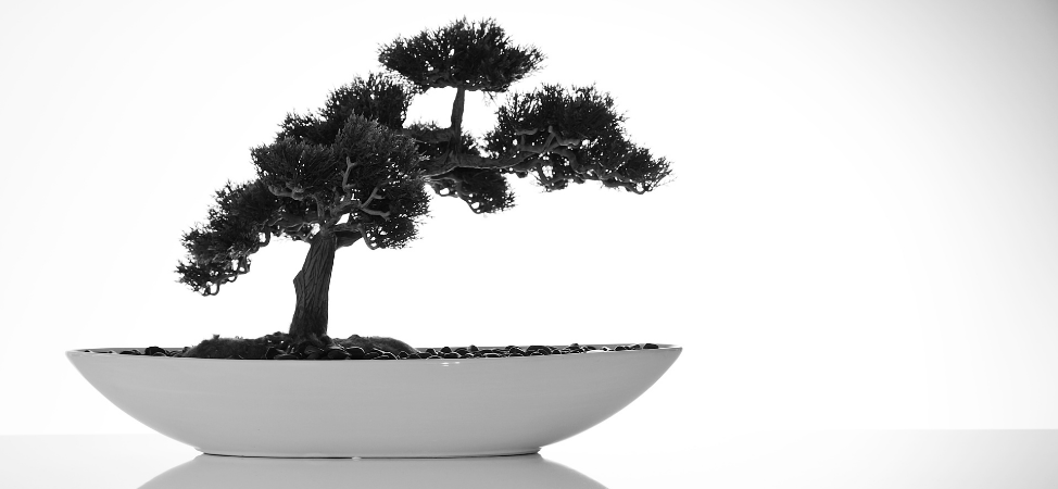 Your Bonsai During Autumn and Approaching the Winter Months
