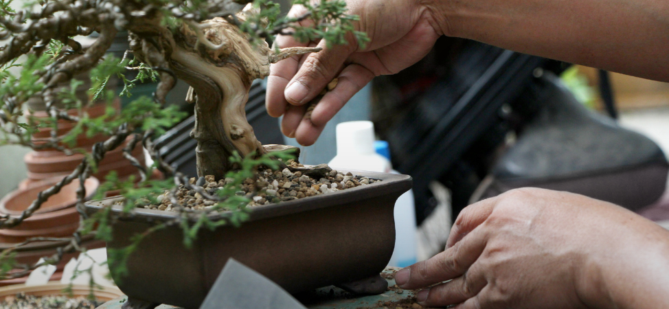 Bonsai Soil – What Exactly Is It and Why Is It Important