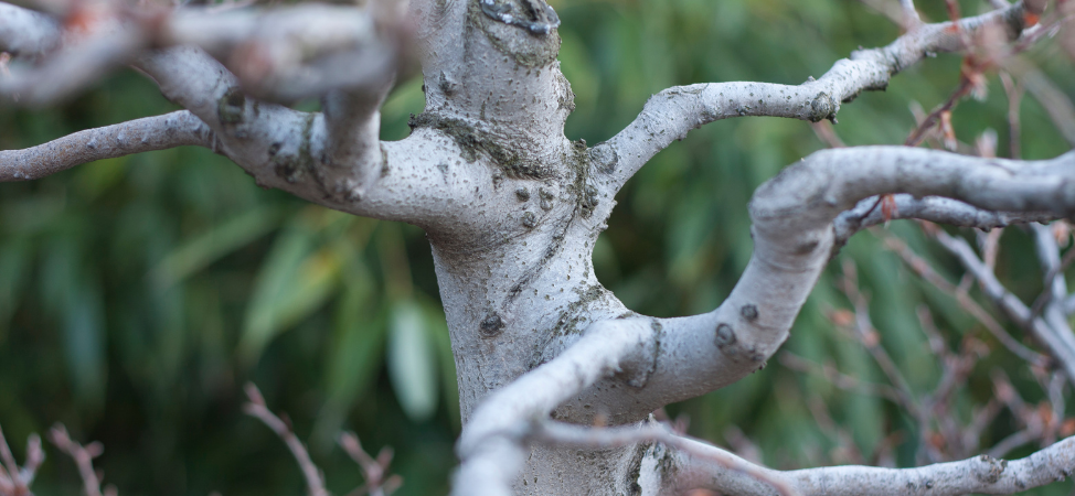 How to Thicken Your Bonsai Trunk Through Trunk Splitting