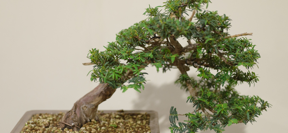 Our Beginner’s Guide to  Keeping Bonsai Trees Alive Indoors
