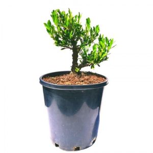 Boxwood Bonsai Tree Starter - Medium