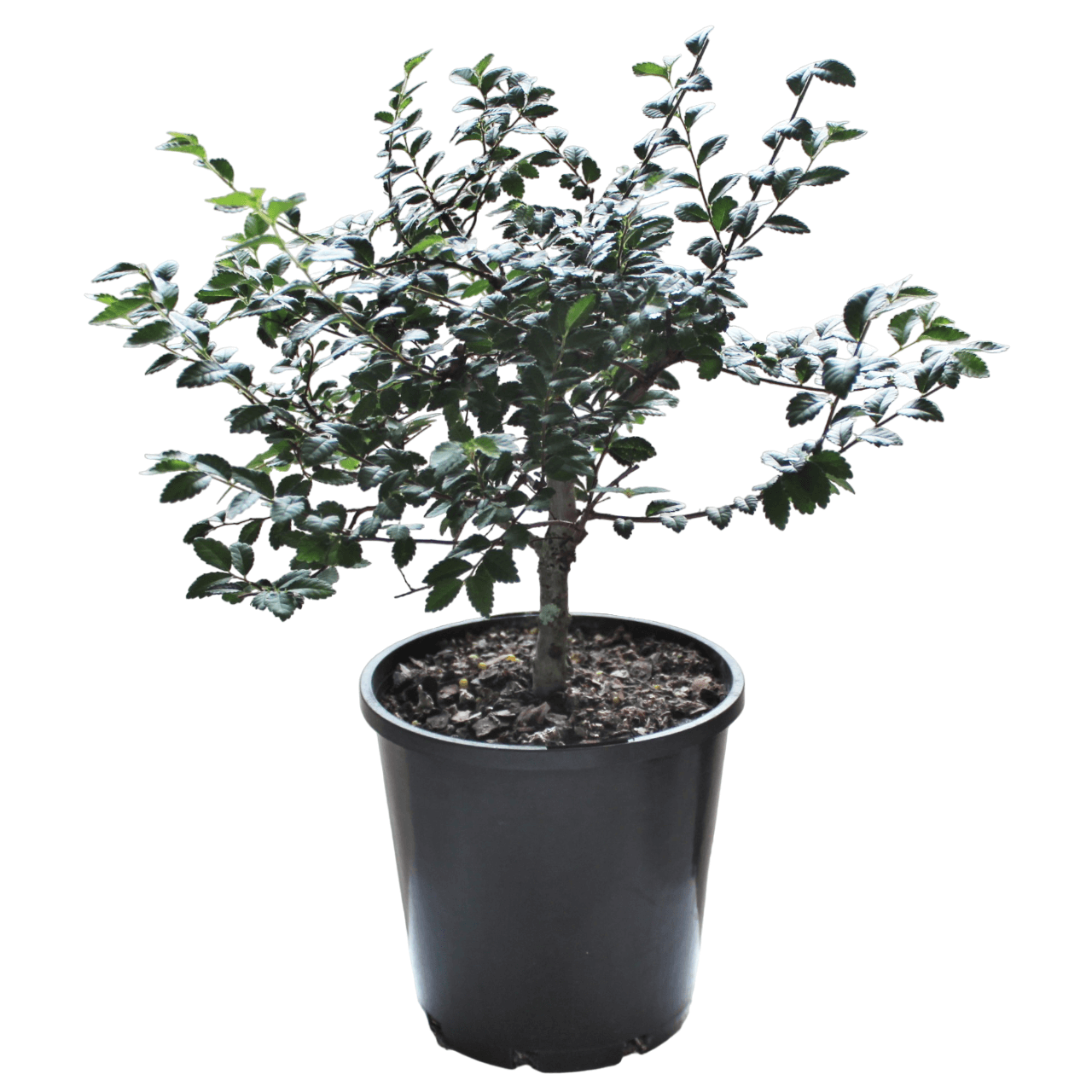 Chinese Elm DIY Bonsai Tree Kit - Medium - Image 3