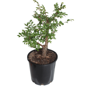 Chinese Elm Bonsai Tree Starter - Medium