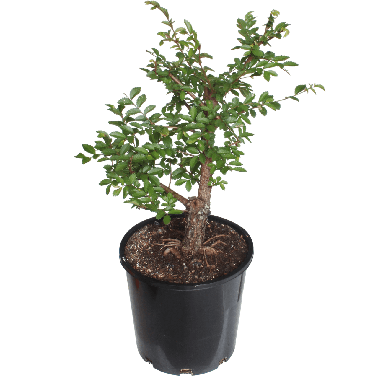 Chinese Elm Bonsai Tree Starter - Medium