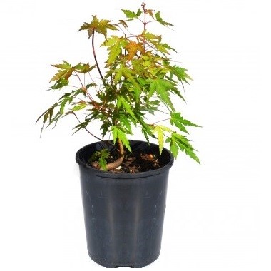 Japanese maple bonsai