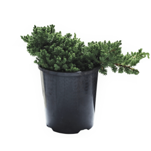 Juniper Squamata Assorted Bonsai Starters