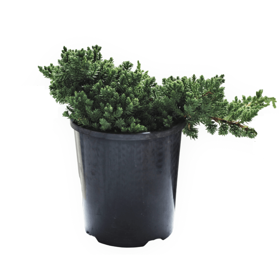 Juniper Squamata Assorted Bonsai Starters