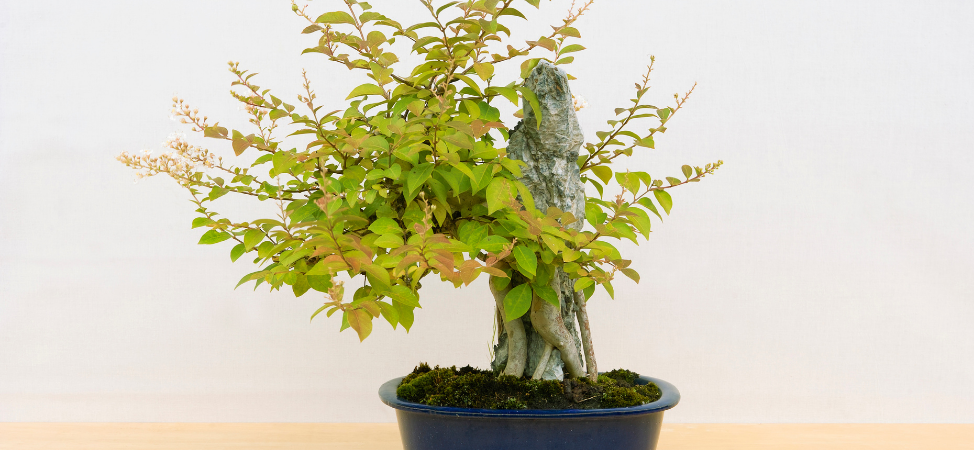 What to Do If Your Bonsais Leaves Are Falling Off