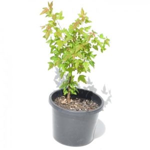 Trident Maple Bonsai Starter - Medium