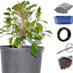 Bonsai Tree Starter Kit - Ficus