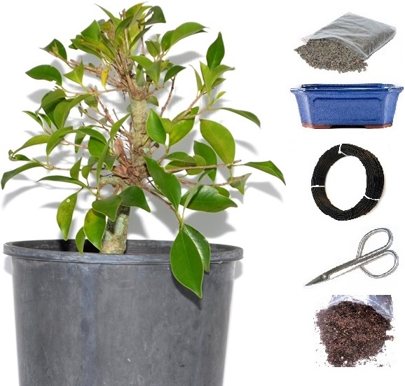 Bonsai Tree Starter Kit - Ficus