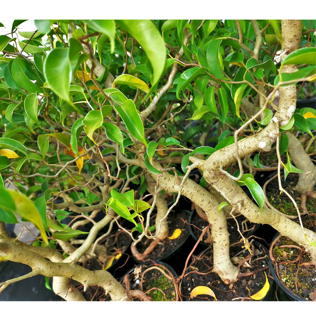 Ficus Benjamina DIY Bonsai Tree - Medium - Image 3