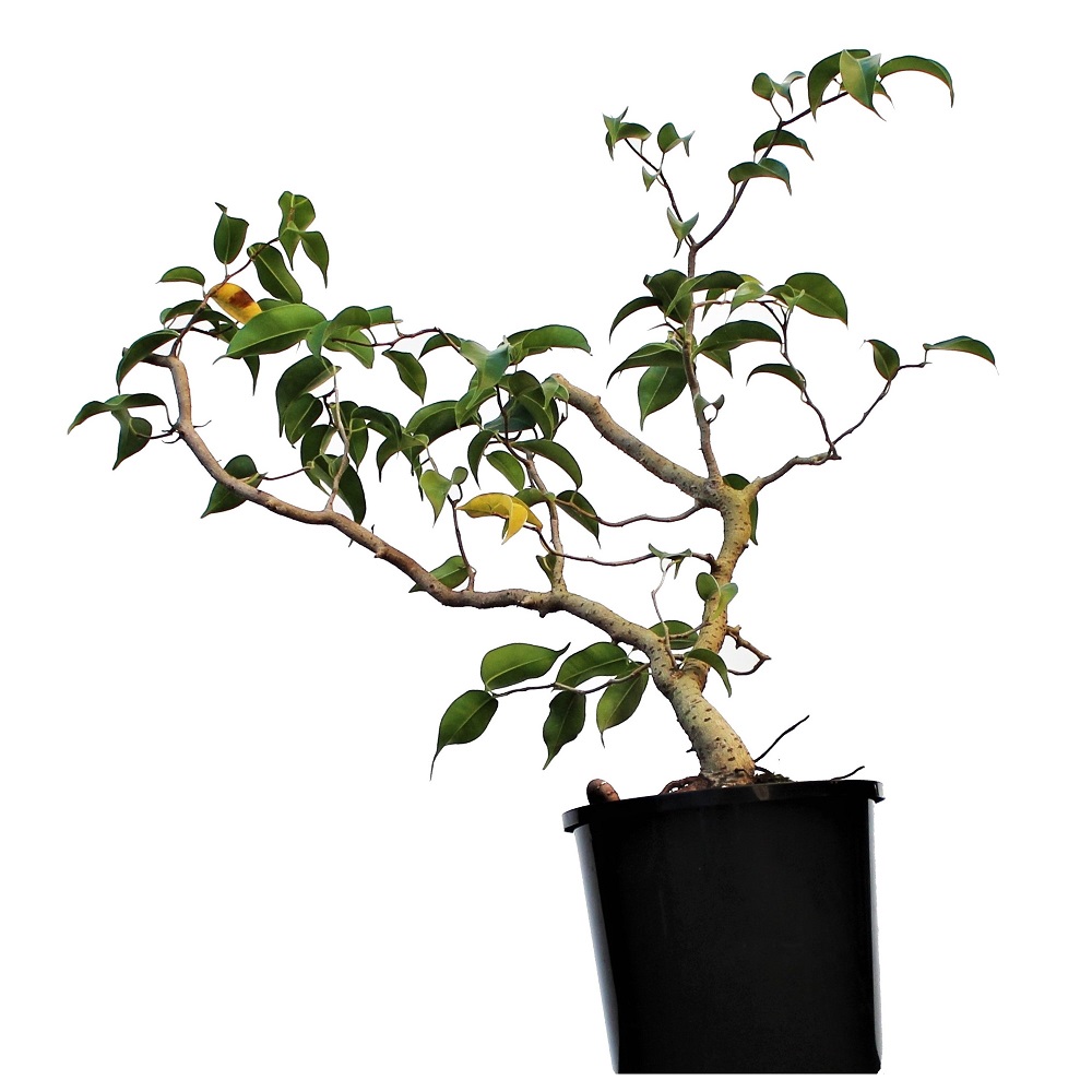 Ficus Benjamina DIY Bonsai Tree - Medium - Image 4