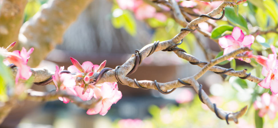 Shaping Bonsai Trees - Alternatives to Wire Training