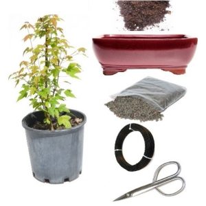 Trident Maple Bonsai DIY Kit - Medium