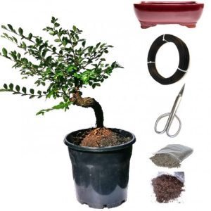 Chinese Elm DIY Bonsai Tree Kit - Large