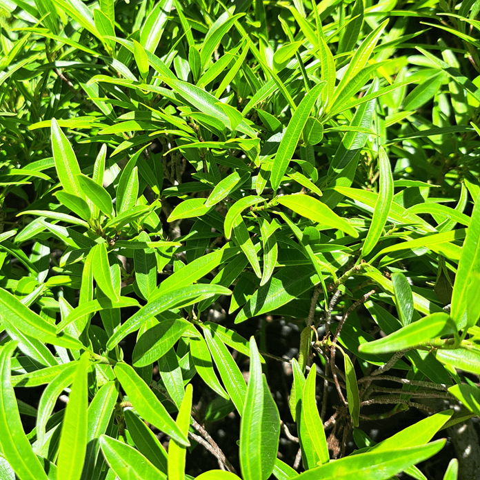 Ficus Bonsai Starter (Assorted) - Medium - Image 2