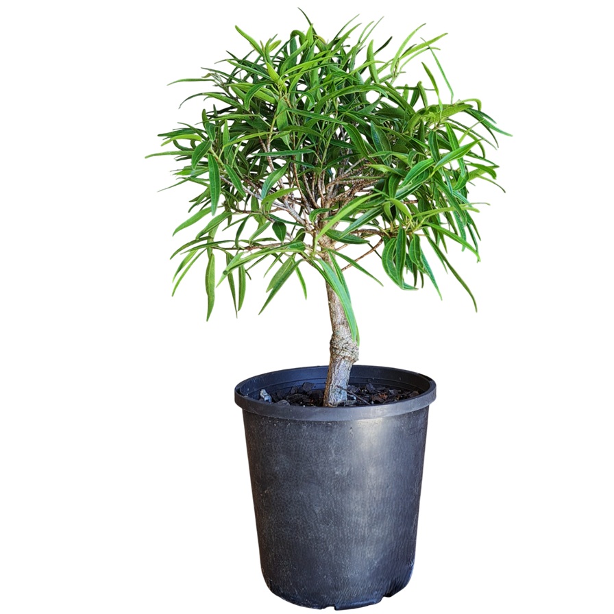 Ficus Bonsai Starter (Assorted) - Medium