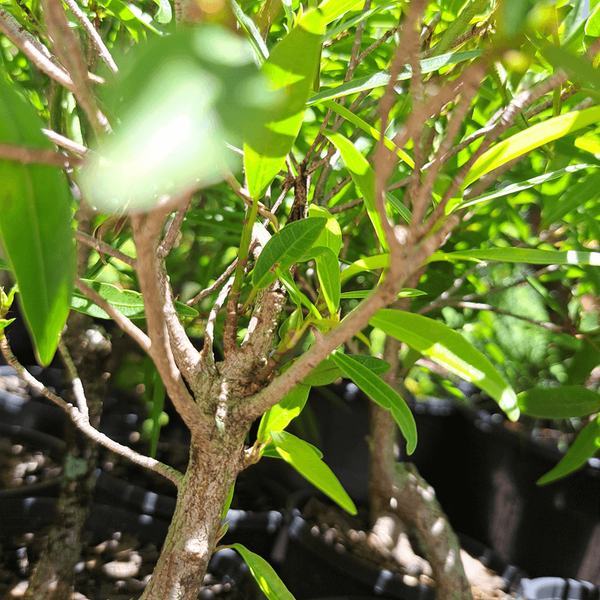 Ficus Bonsai Starter (Assorted) - Medium - Image 3