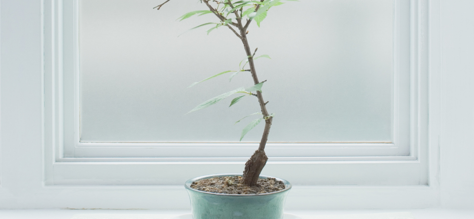 How Long Will it Take to Grow a Bonsai Tree