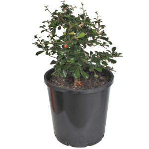 Fukien Tea Flowering Bonsai Tree Starter - Medium