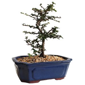 Fukien Tea DIY Flowering Bonsai Tree - Medium