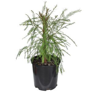 Taxodium Bonsai Tree Starter - Large (20cm pot)