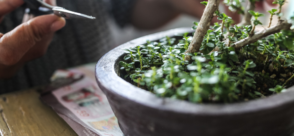 How to Make Your Bonsai Tree Grow Faster - Our Guide