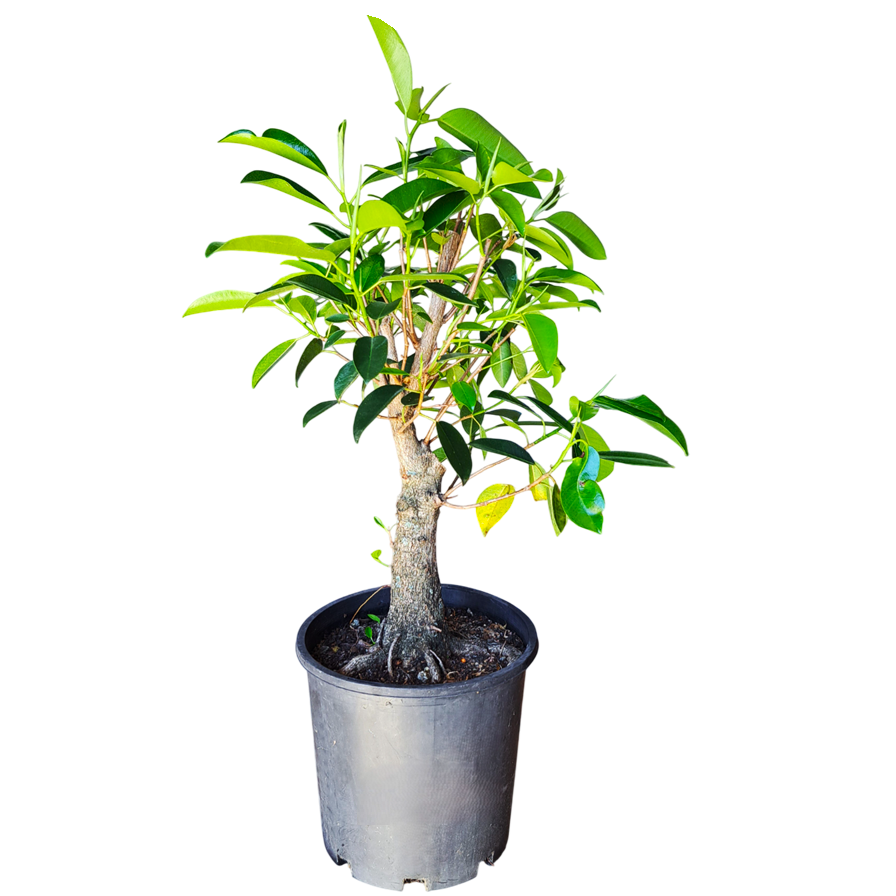 Ficus DIY Bonsai Tree - Large - Image 3