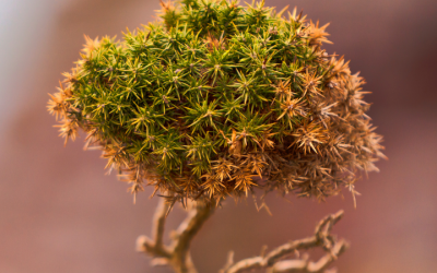 What to Do When Your Bonsai Tree’s Leaves Turn Brown