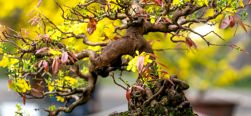 Yellow Bonsai Leaves - What They Mean and How They Happen